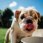 Cute bulldog puppy drinks water. Bulldogs are prone to excessive dog drool.