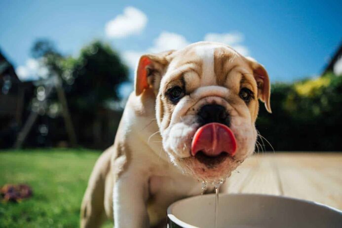 Cute bulldog puppy drinks water. Bulldogs are prone to excessive dog drool.