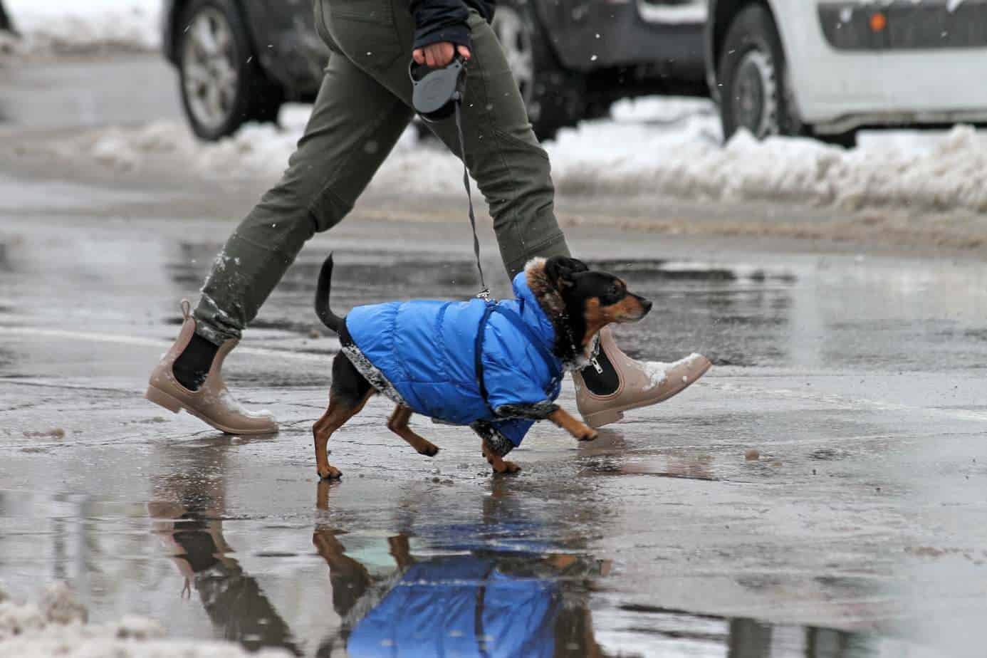 Winter dog-walking tips: Consider dressing your dog like this dachshund in a winter coat.