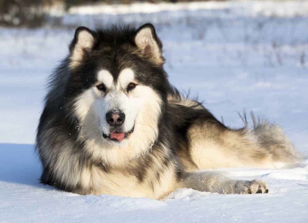 Alaskan Malamutes are often confused for Alaskan or Siberian Huskies