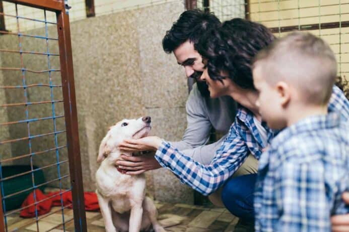 Man, woman and child consider adopting a rescue dog at a shelter.