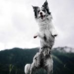 Border collie jumps. Dogs with canine ADHD are hyperactive with extremely short attention spans.
