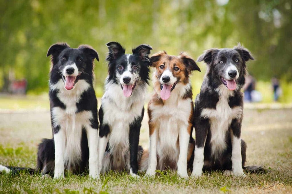 Border collie group shows coloring options: black and white, red and white or black.