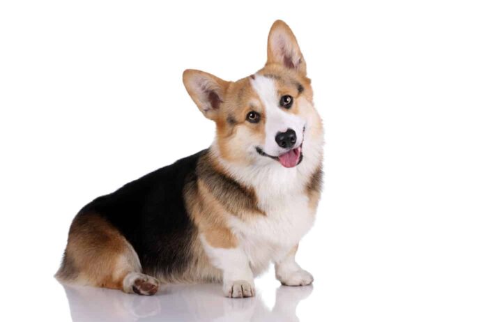 Welsh corgi dog on a white background