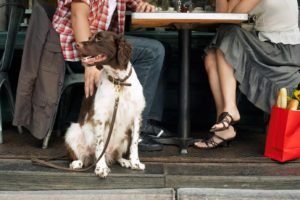 Man and woman sit outside a cafe, an example of dog-friendly businesses