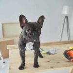 French Bulldog stands on table with power tools during dog-friendly renovations.