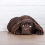 Fearful chocolate lab puppy shows dog stress warning signs.
