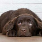 Fearful chocolate lab puppy shows dog stress warning signs.