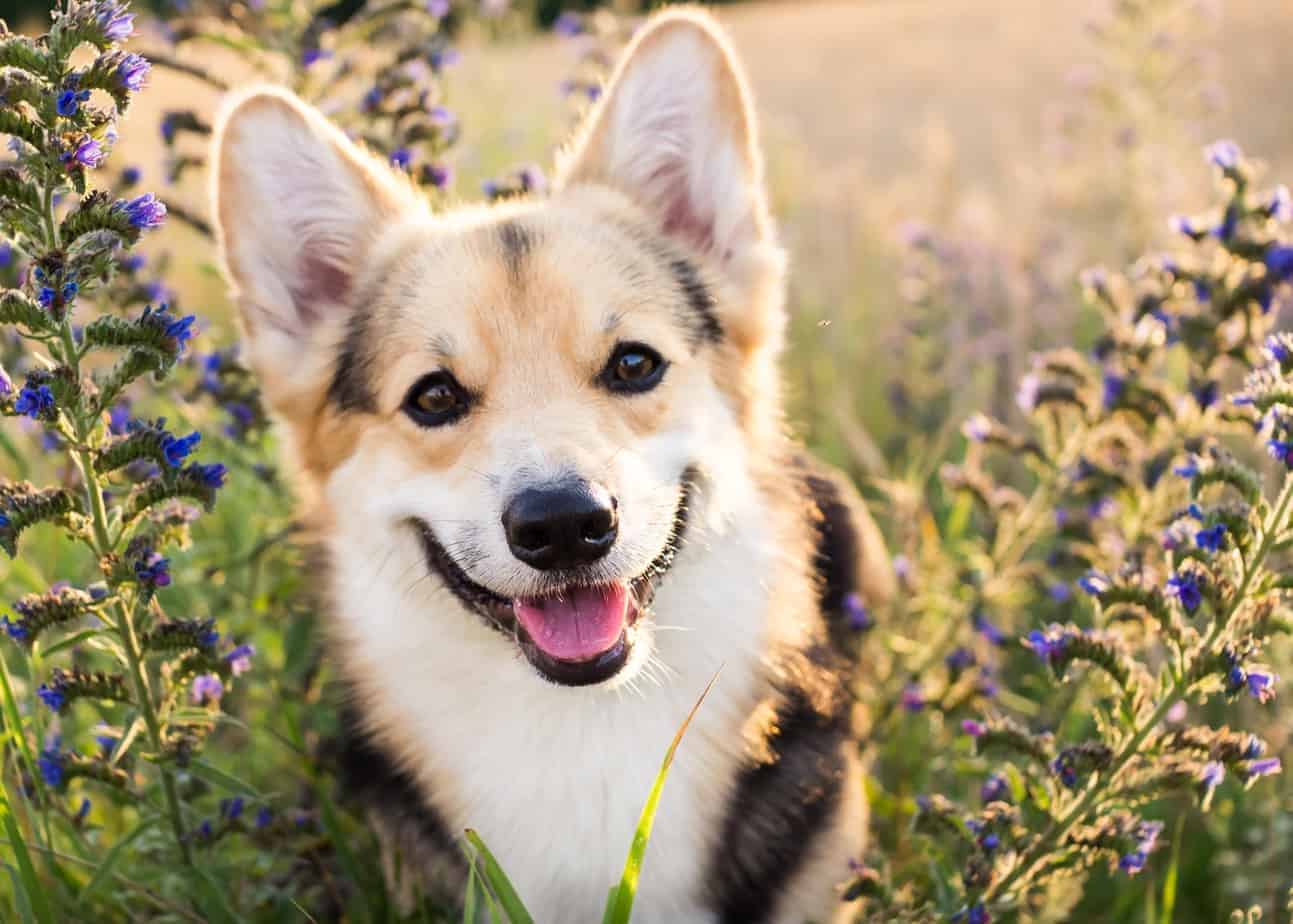 Happy corgi in flowers Dogs and marijuana: Keep marijuana, CBD oil, and products that contain them out of reach to prevent accidental consumption.