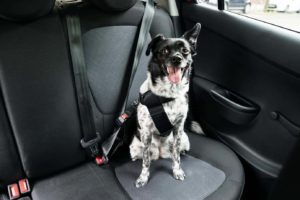 Border collie wears safety harness. When driving with your dog, keep your pup safely restrained.