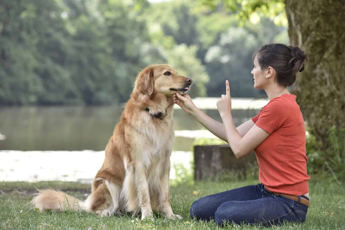 what are the basic commands for dogs