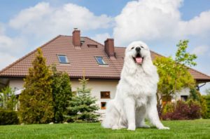 guard dogs help protect homes