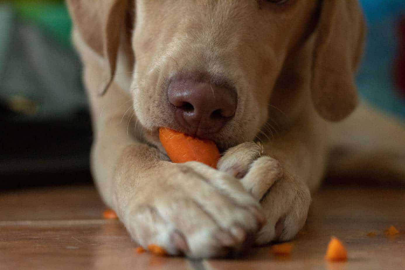 Labrador eats carrots, which are part of a healthy dog diet