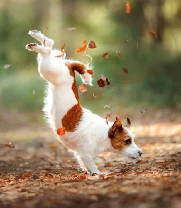 The Jack Russell terrier is generally not suited for homes with children or other animals. They can be aggressive and are high-energy dogs. Jack Russell terrier plays in leaves