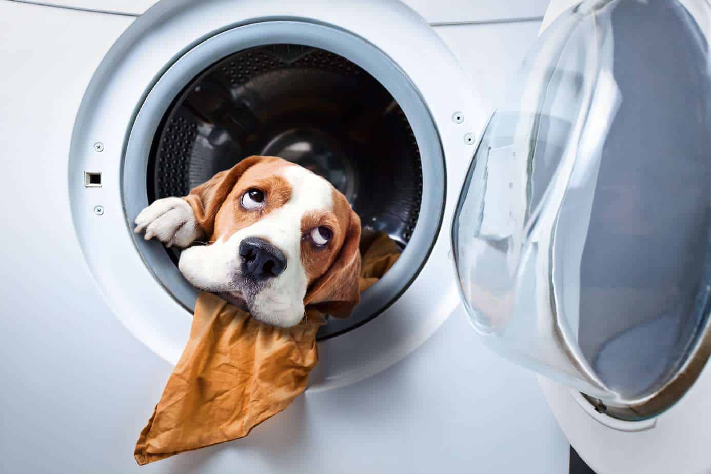 whimsical image of dog in washing machine. remove pet odor by regularly washing pet beds