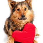 German shepherd poses with Valentine. Follow Valentine's day dog safety tips to protect your dog.