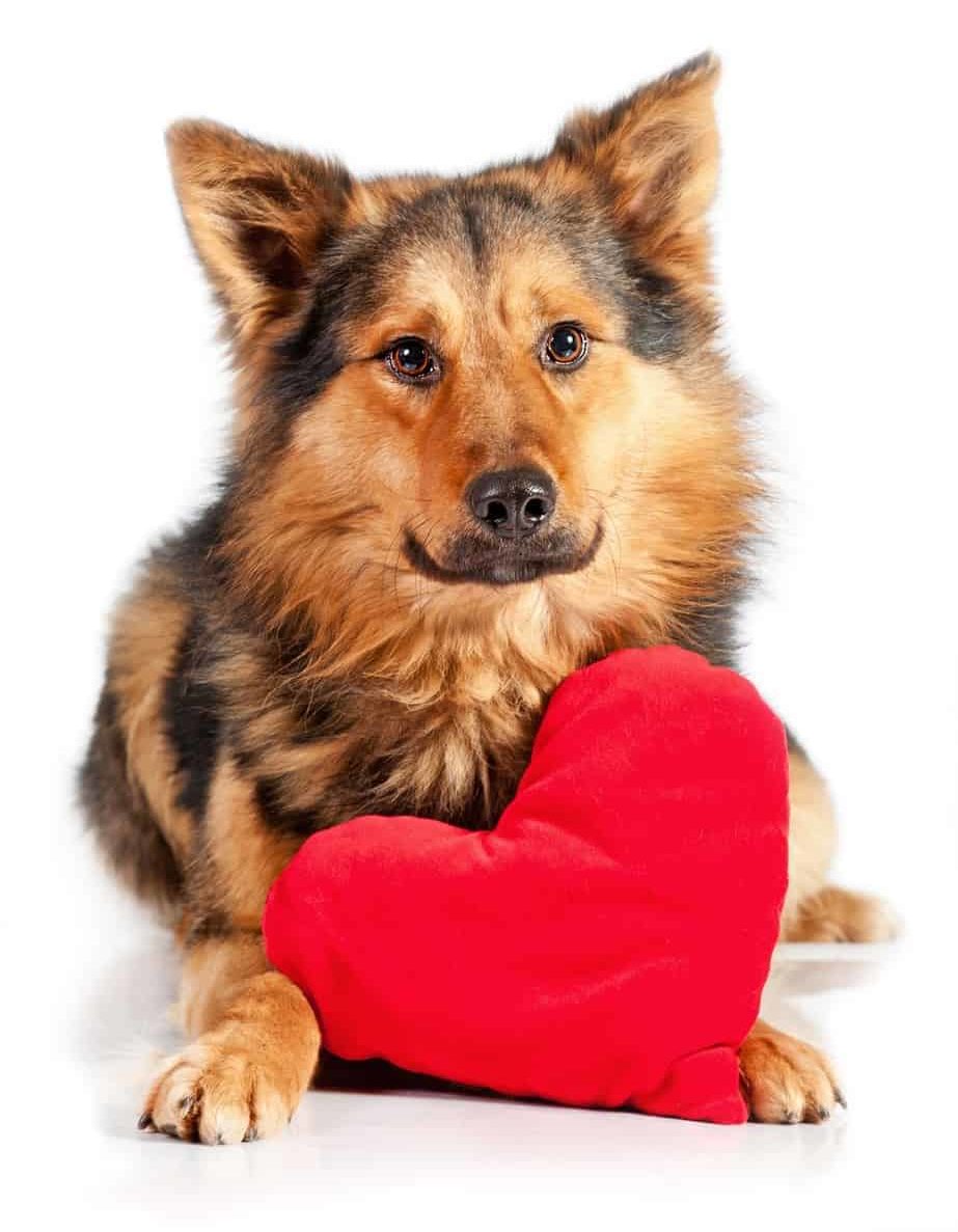 German shepherd poses with Valentine. Follow Valentine's day dog safety tips to protect your dog.