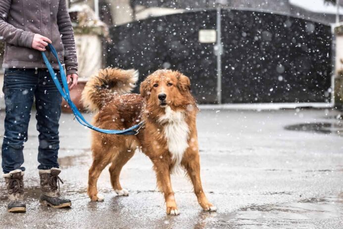 Winter dog-walking safety tips: Woman walks dog on leash on street