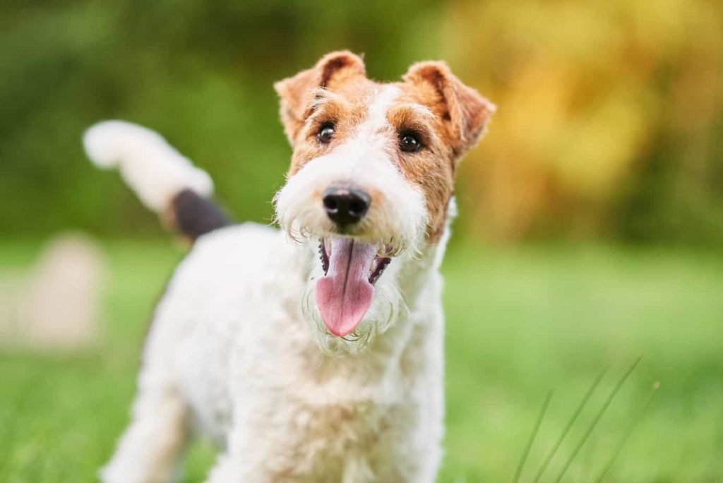 wire fox terrier