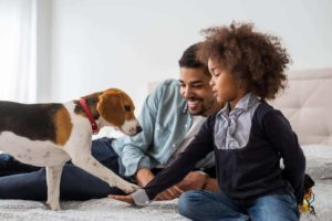 Man and daughter play with pet beagle. CBD oil helps dogs relax and bond with new people.