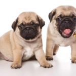 Two Pug puppies, one with tongue sticking out. A Pug should have at least two 20-minute sessions of exercise per day. Moderate exercise is crucial to help maintain the Pug's weight.