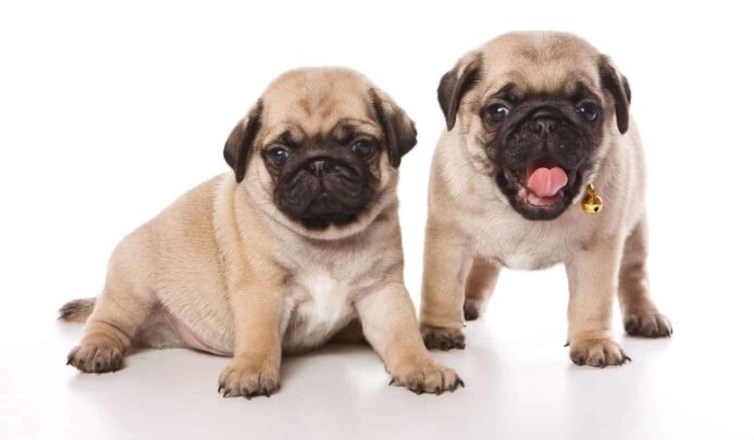 Two Pug puppies, one with tongue sticking out. A Pug should have at least two 20-minute sessions of exercise per day. Moderate exercise is crucial to help maintain the Pug's weight.