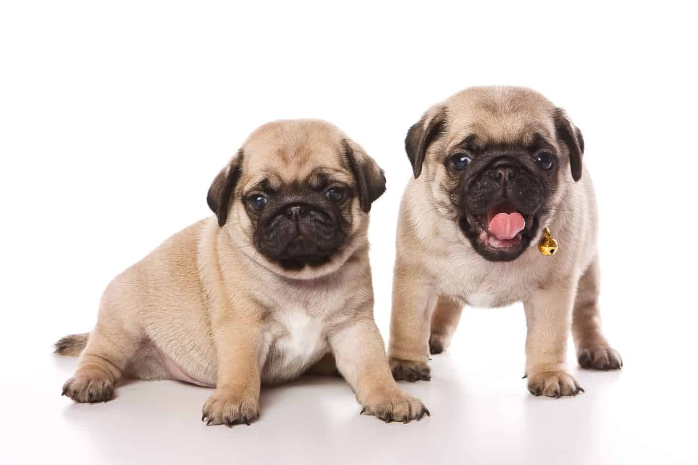 Two Pug puppies, one with tongue sticking out. A Pug should have at least two 20-minute sessions of exercise per day. Moderate exercise is crucial to help maintain the Pug's weight.