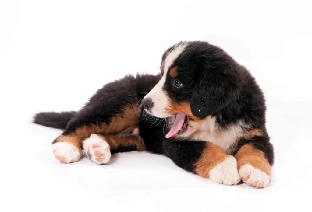 Bernese mountain dog puppy