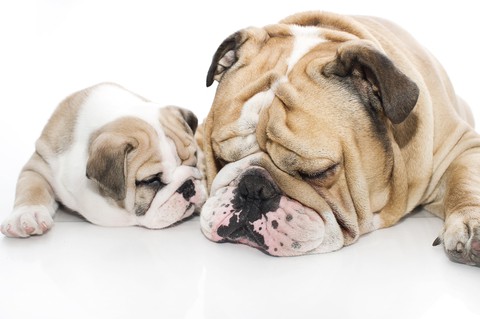 Bulldog puppy snuggles with dad. Bulldogs rank high on most popular dog lists.
