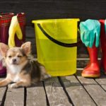 Dog with cleaning supplies. Regular cleaning helps eliminate dog smells.
