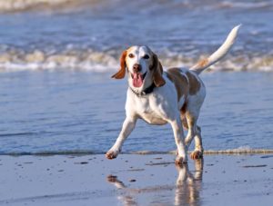 dog runs on beach. Use 5 tips to keep dogs happy and healthy