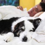 Border collie snuggles next to sleeping man. Entertain your dog: Try interactive games, automatic ball launchers, hide and seek, or use a dog walker when you are feeling ill.