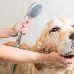 Labrador gets a bath using a hand-held sprayer. Dog bathing tips: Start by getting all your supplies together.