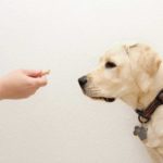 Use treats to train a Labrador retriever. Follow tips from a beginner's guide to dog training.