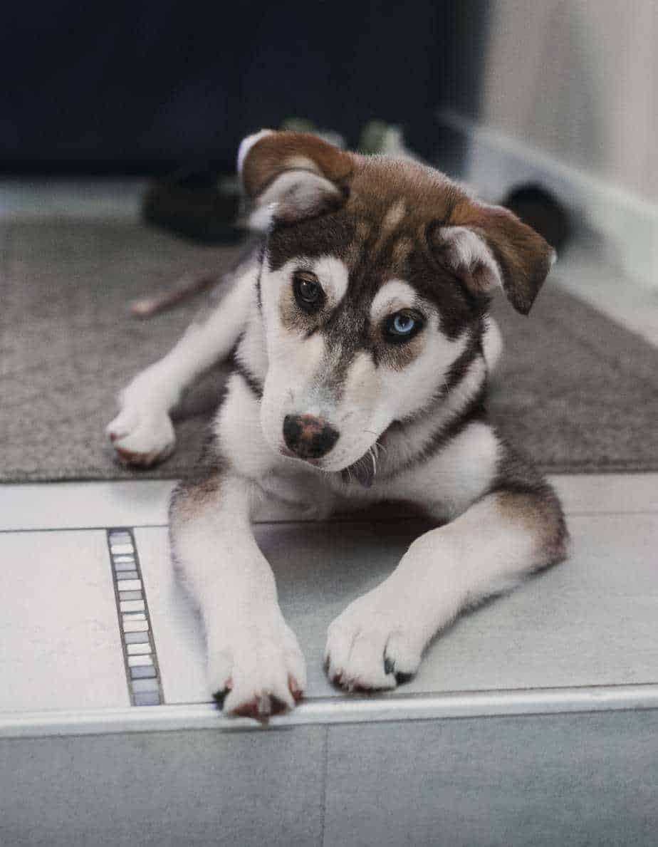 Is a Labsky (Husky Lab Mix) the right dog for you?
