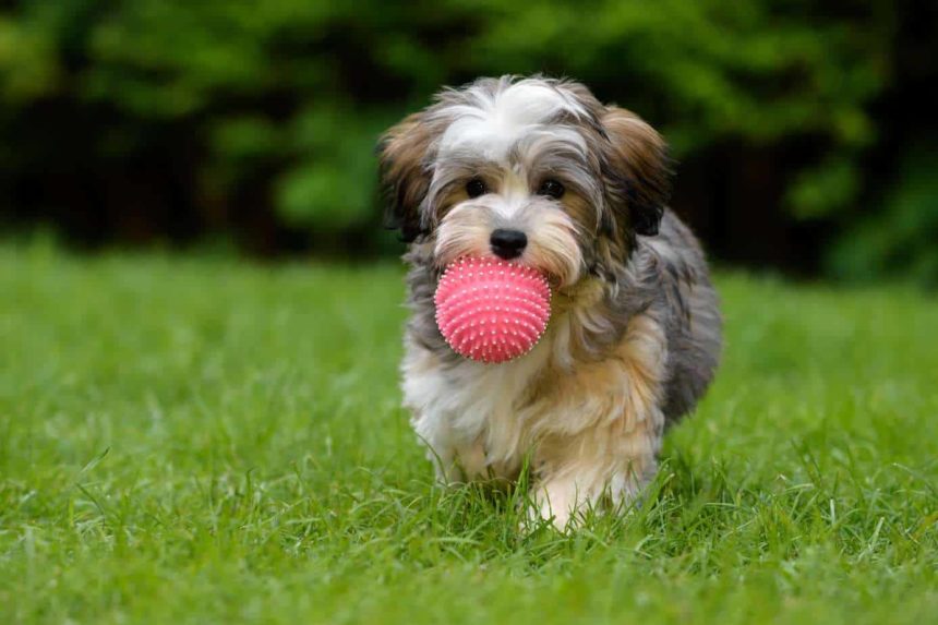Havanese puppy plays with a ball. Pet spending continues to rise as Americans spend billions on food, vet care and supplies including dog toys.