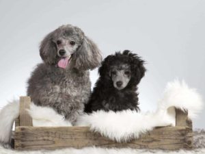 Gray and black poodles in a box. Poodles rank high on lists of popular dog breeds.