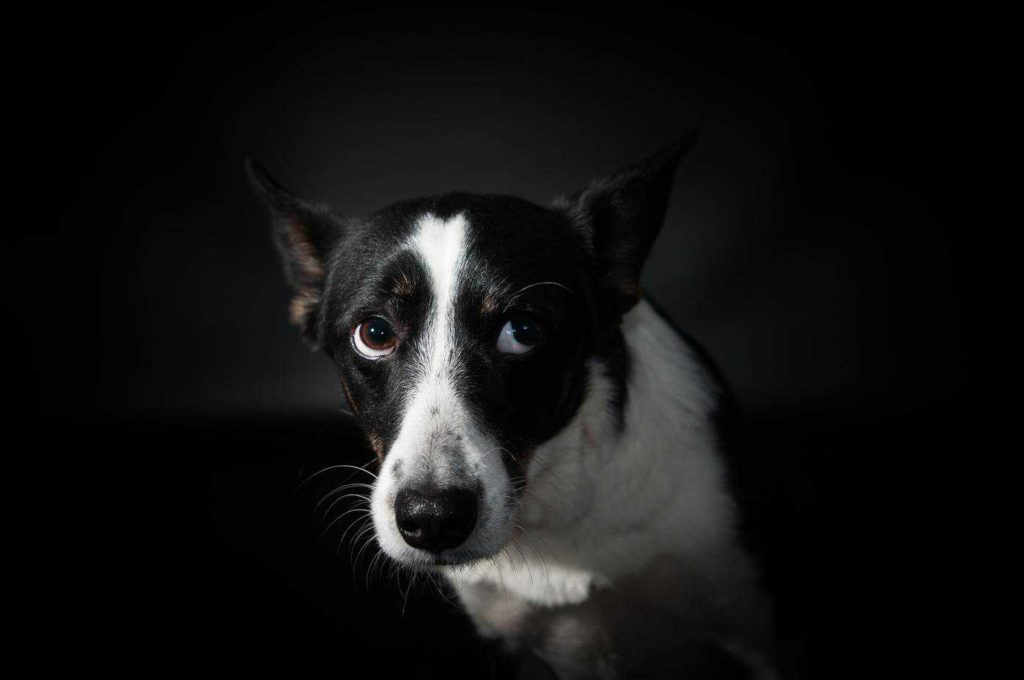 Scared dog hides. Reduce dog stress with CBD oil.