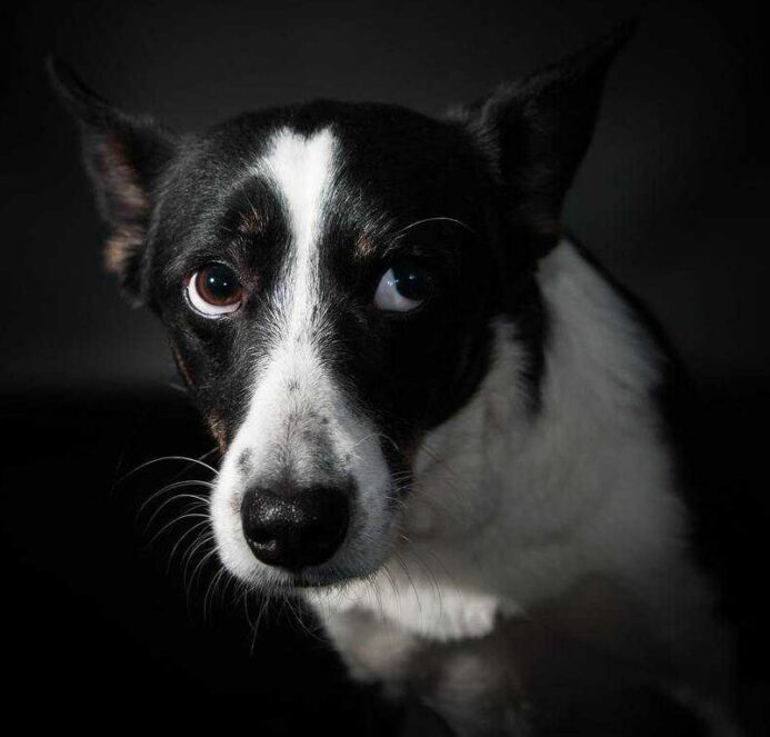 Scared dog hides. Reduce dog stress with CBD oil.