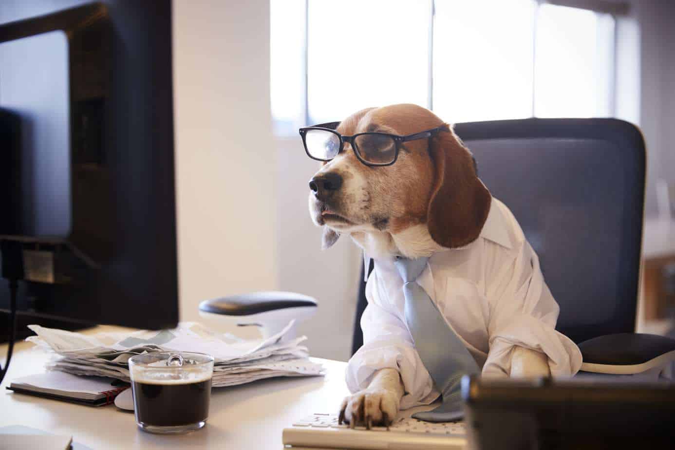 Beagle wearing shirt, tie and glasses while working at computer in office. Apply work lessons from your dog to be more effective.