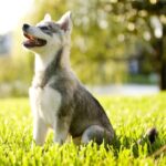 The Alaskan Klee Kai is a beautiful and intelligent dog. They may be small, but the Klee Kai have big personalities.