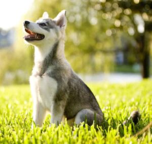 The Alaskan Klee Kai is a beautiful and intelligent dog. They may be small, but the Klee Kai have big personalities.