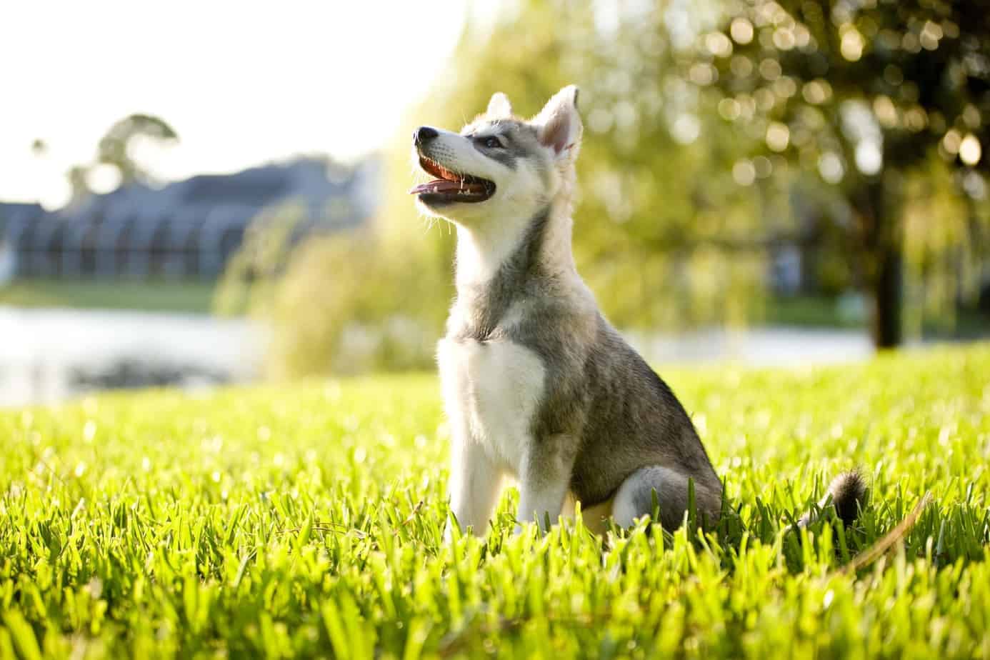 what is a alaskan klee kai mixed with