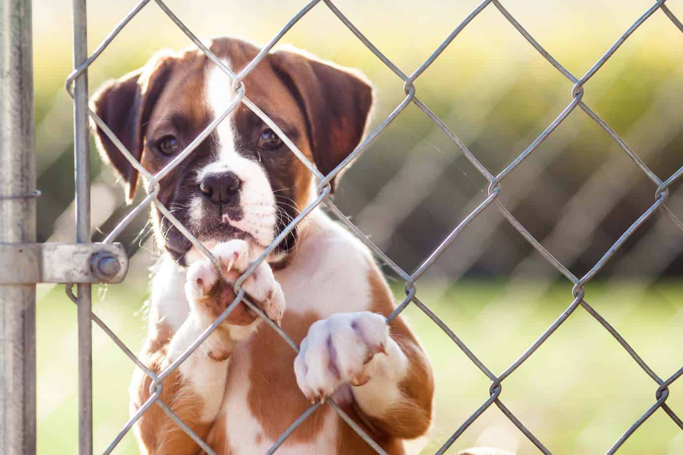 Boxer serves as a guard dog. When getting a guard dog choose the right breed like a boxer.