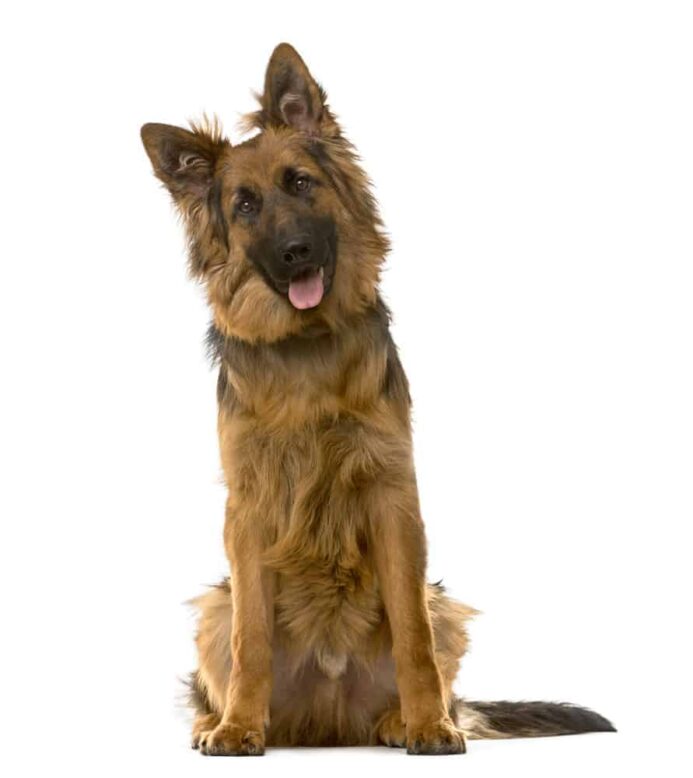 The German Shepherd Dog is smart and loyal.