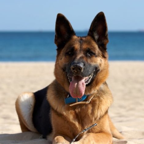 German Shepherd care: Provide best nutrition, space, and play
