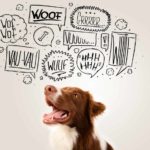 Cute brown and white border collie surrounded by bark word thought bubbles. Determine what causes your dog's non-stop barking. Is it anxiety, dominance or both? Once you decide, use training to correct the underlying problem.