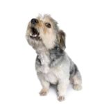Small terrier barking. Use training and treats to break your dog's non-stop barking habit.