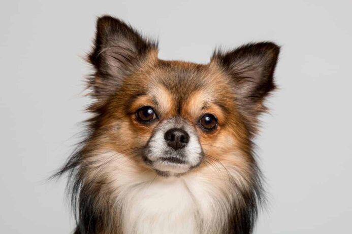 The long-haired apple head Chihuahua is more common and has fluffier fur like a stuffed toy.