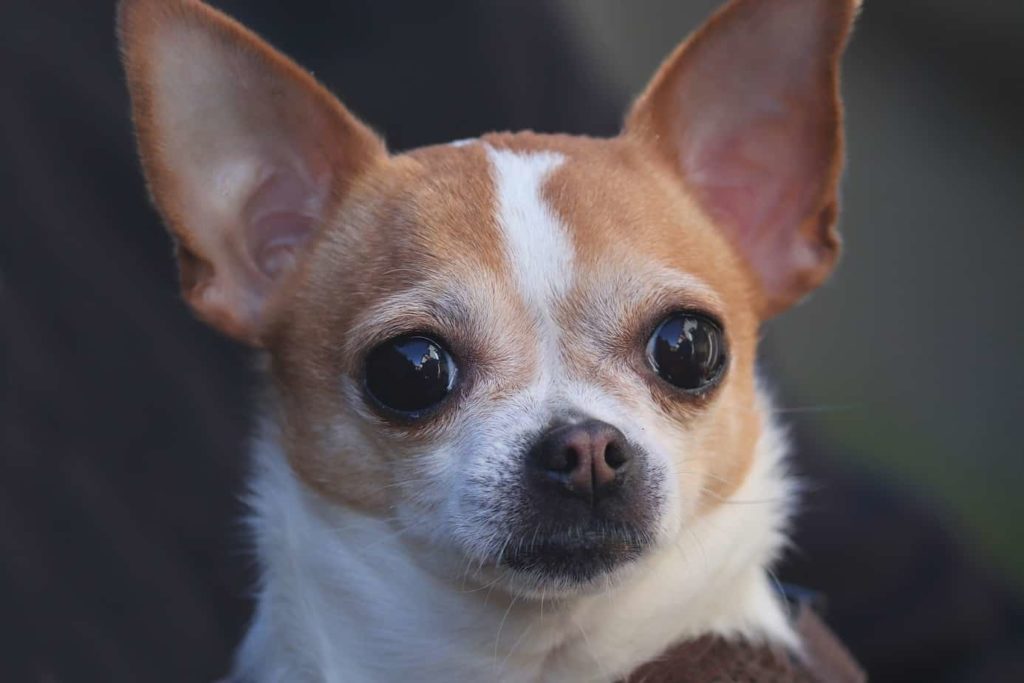 A short-haired deer head Chihuahua. The Chihuahua is one of the low maintenance dog breeds has the same body structure but a thinner and shinier coat.